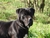 Giunone  detta  Luna - Triola Cane Corso